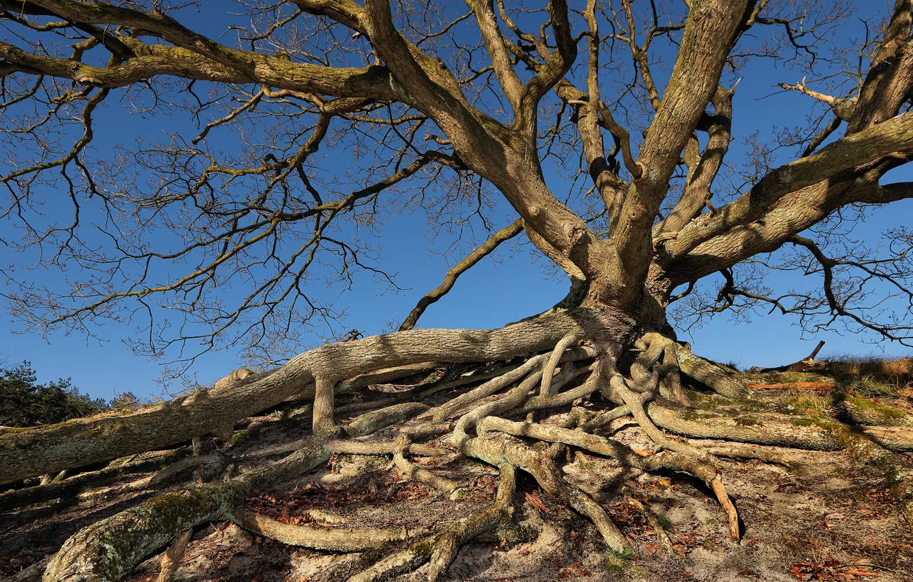Photo wallpaper sky, Tree, autumn, roots, gnarled