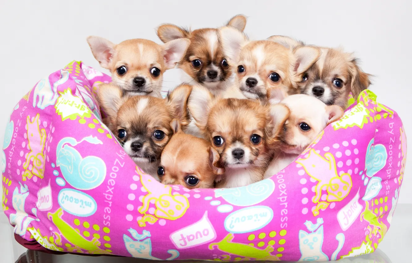 Photo wallpaper puppies, a lot, Chihuahua, cute