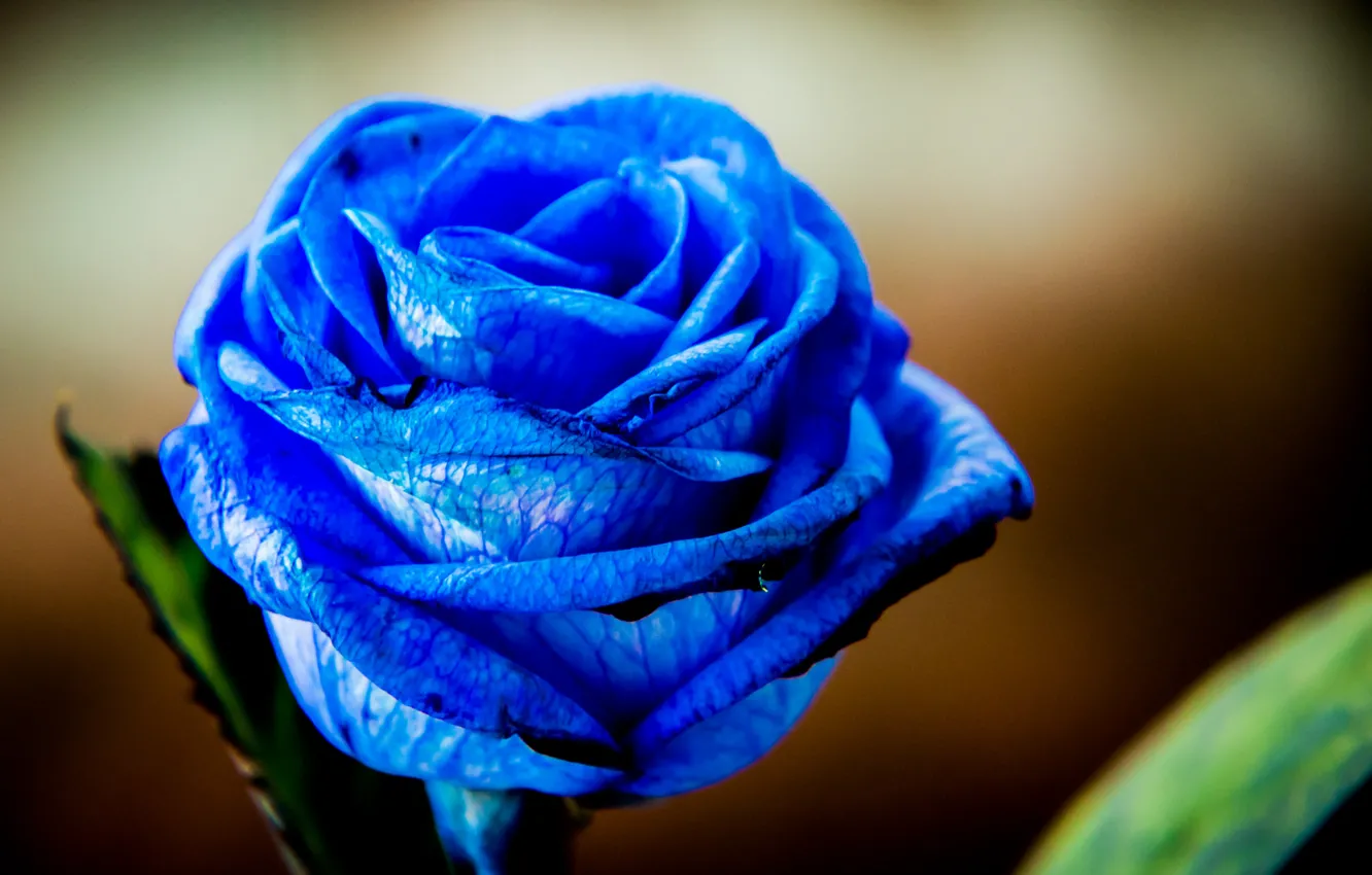 Photo wallpaper flowers, roses, petals