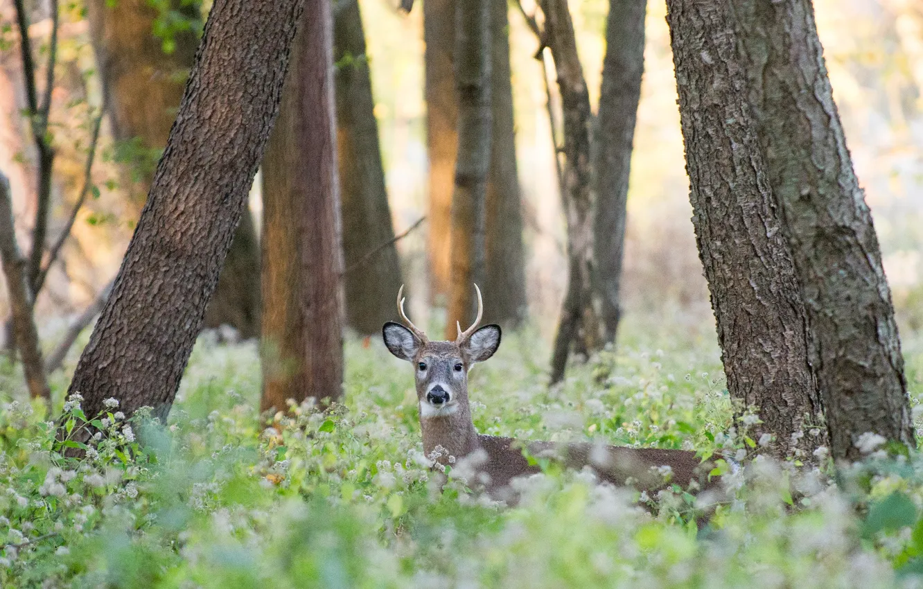 Photo wallpaper forest, deer, wildlife, direct gaze