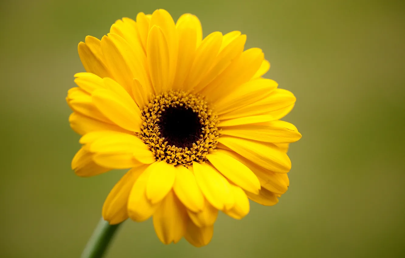 Photo wallpaper flowers, yellow, green, background, petals, gerbera