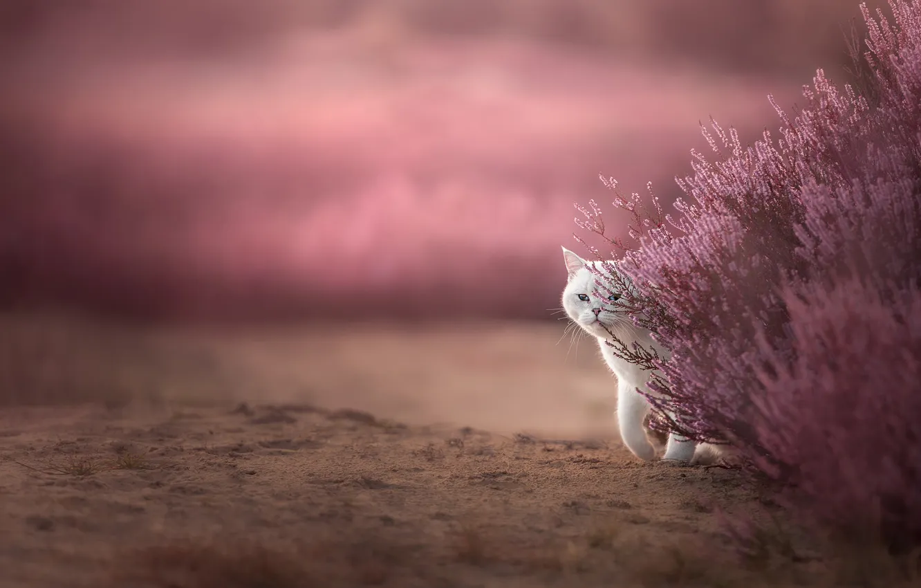 Photo wallpaper sand, cat, white, cat, look, flowers, nature, pose