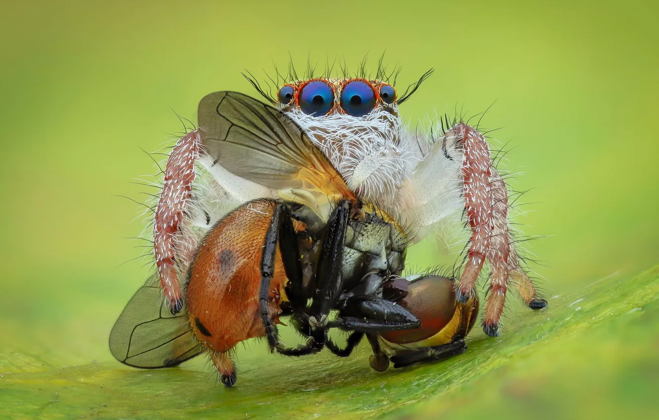 Photo wallpaper eyes, macro, fly, background, spider, mining, jumper, jumper