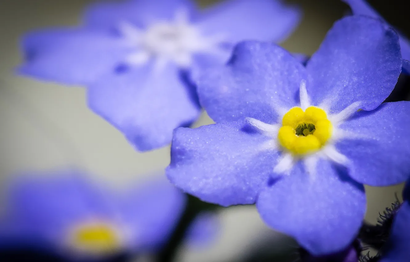 Photo wallpaper macro, bokeh, forget-me-not