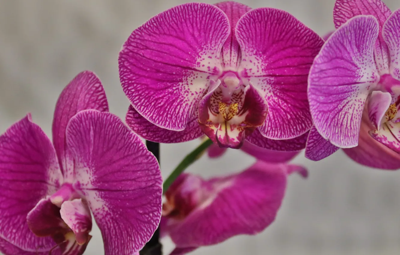 Photo wallpaper purple, orchids, Phalaenopsis, fuchsia, flower (flowers), Orhideya, Orchidee