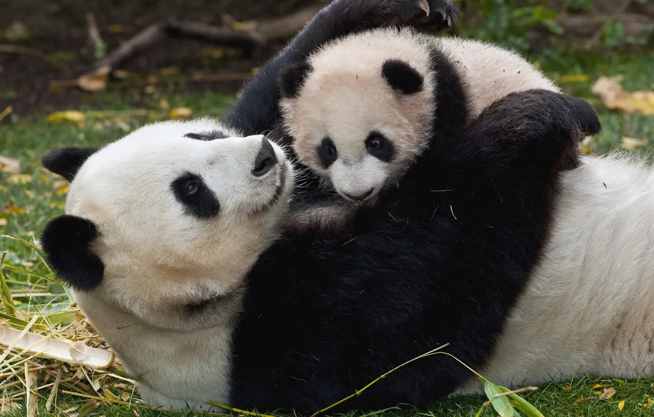 Photo wallpaper baby, Panda, cub, mom