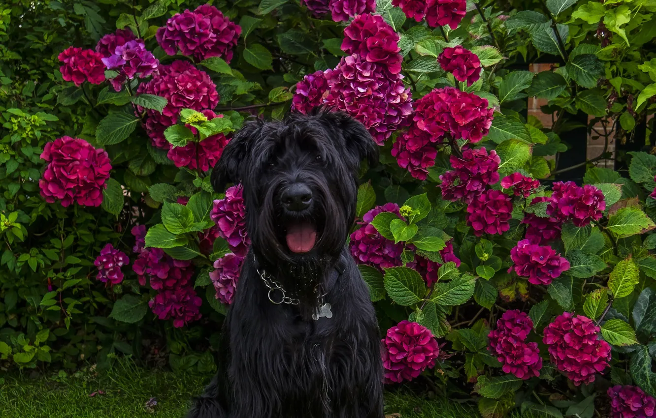 Photo wallpaper black, dog, breed, hydrangea