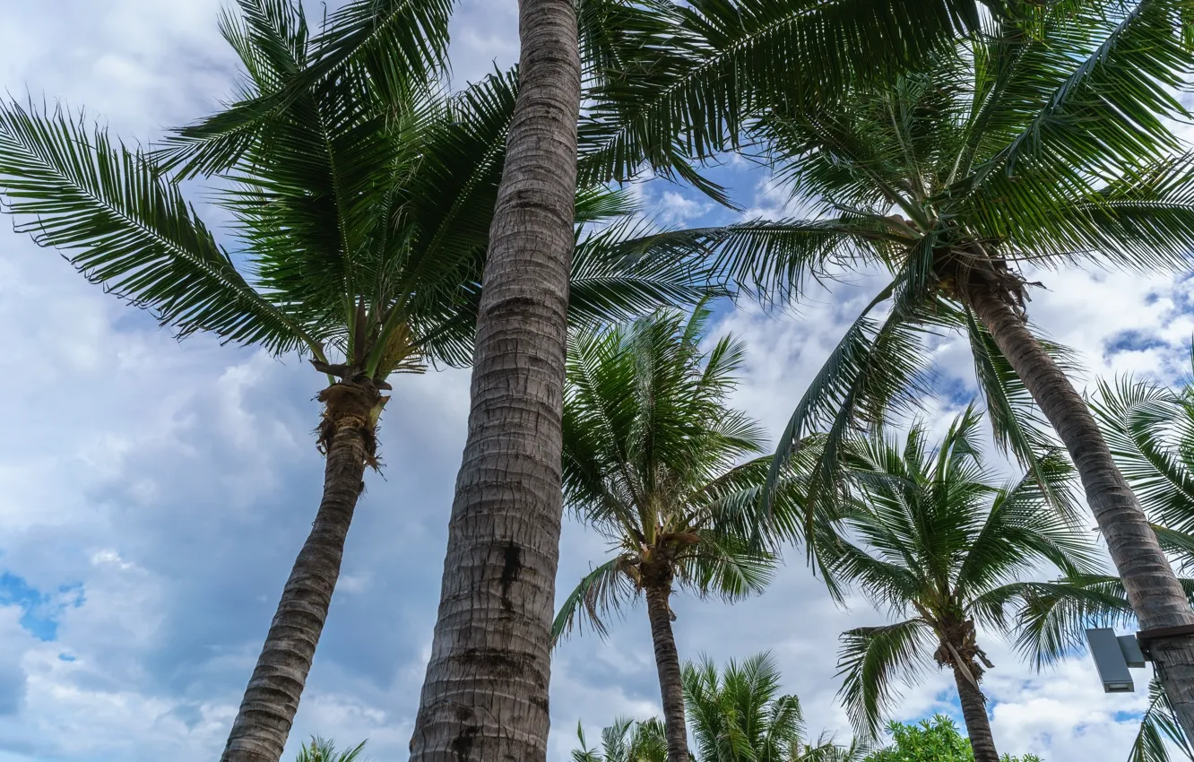 Photo wallpaper beach, the sky, palm trees, beach, sky, crown, palms, tropical