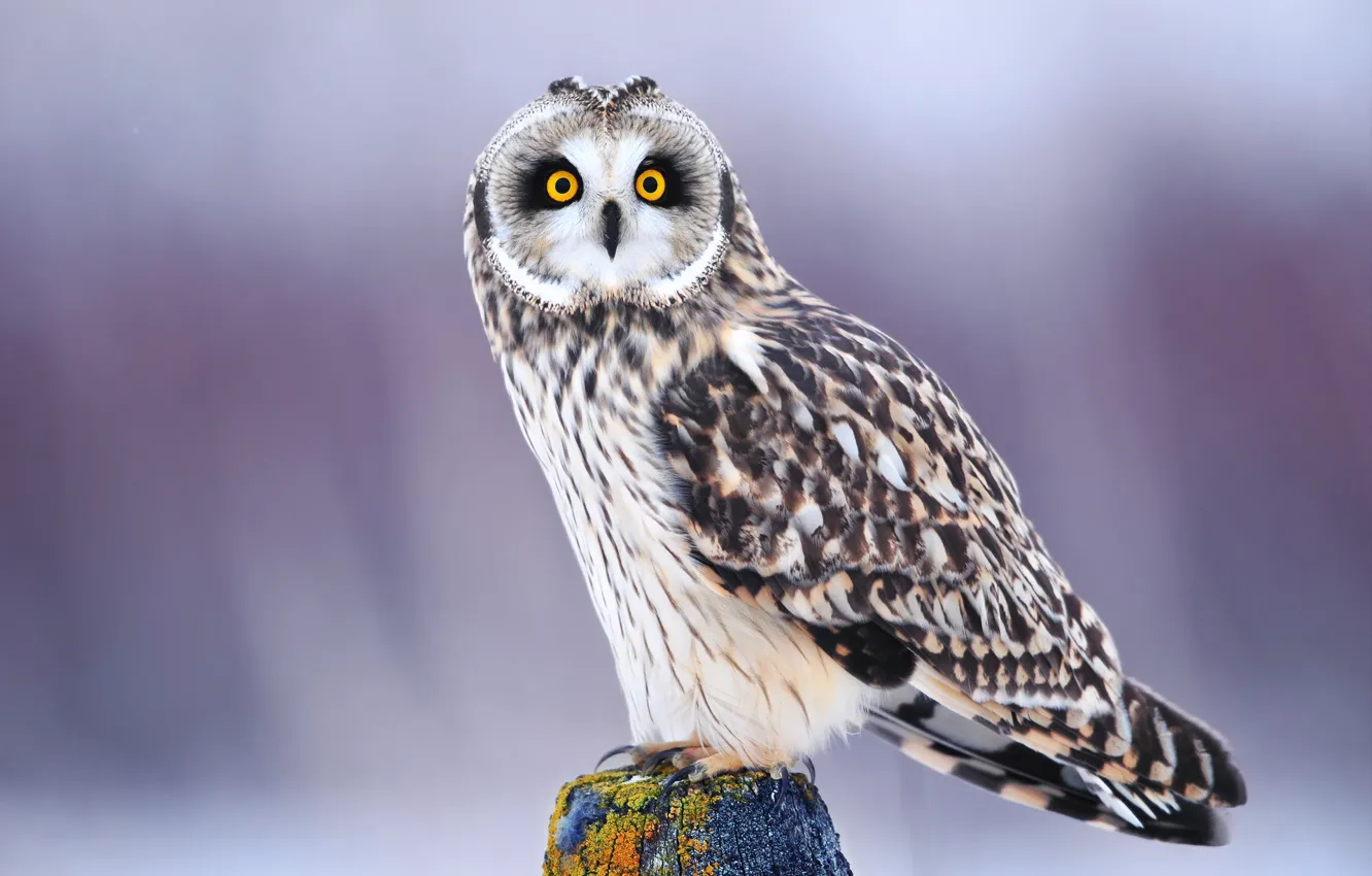 Photo wallpaper winter, eyes, look, owl, bird