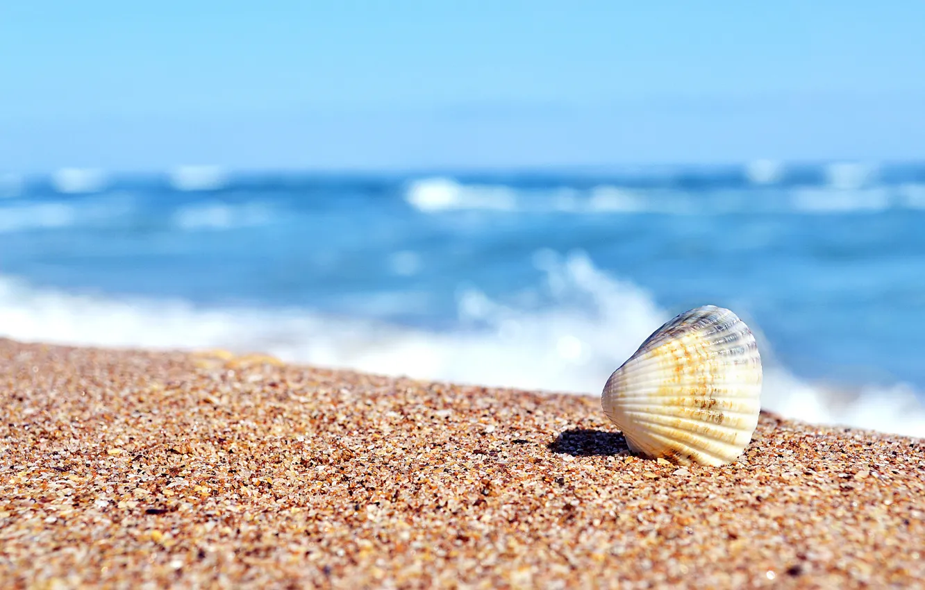 Photo wallpaper sand, sea, sink, shell, Sunny