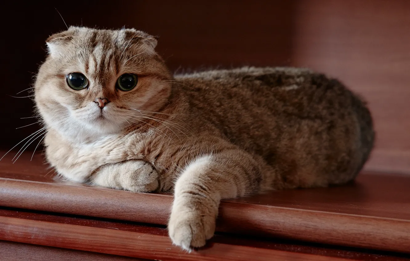 Photo wallpaper cat, look, Scottish, fold