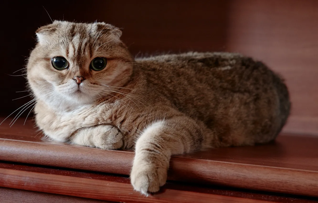 Photo wallpaper cat, look, fold, Scottish