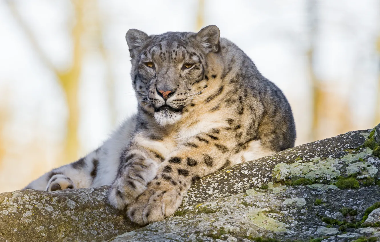 Photo wallpaper cat, stones, stay, moss, IRBIS, snow leopard, ©Tambako The Jaguar