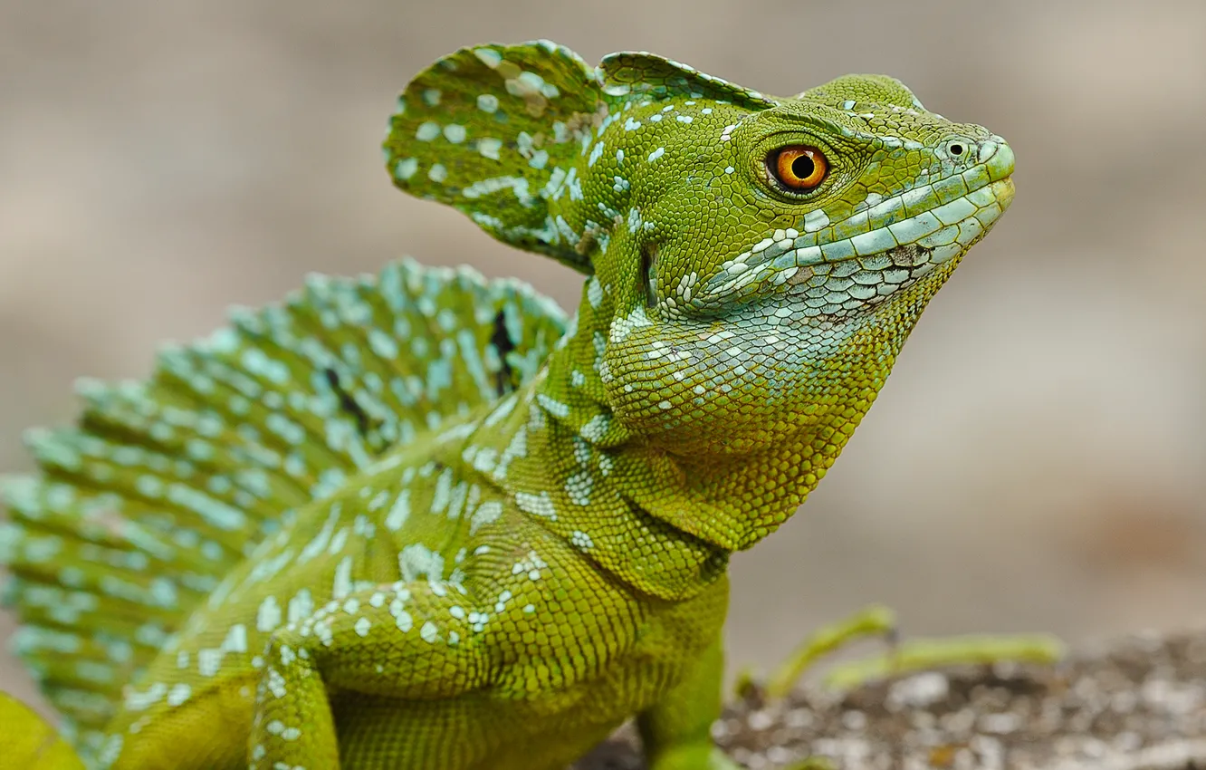 Photo wallpaper eyes, look, lizard, reptile, Basilisk