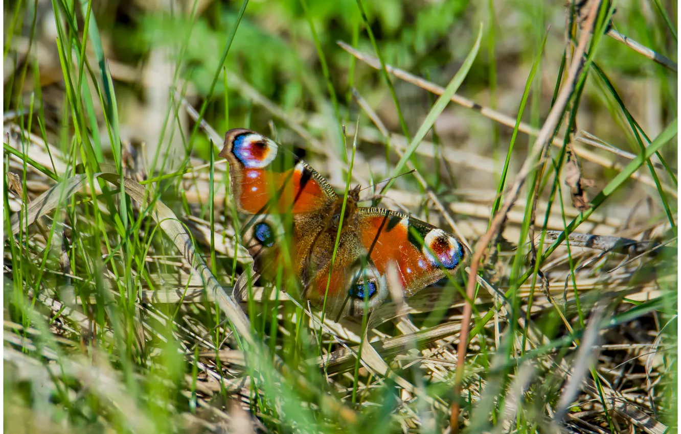 Photo wallpaper macro, nature, butterfly, spring, peacock