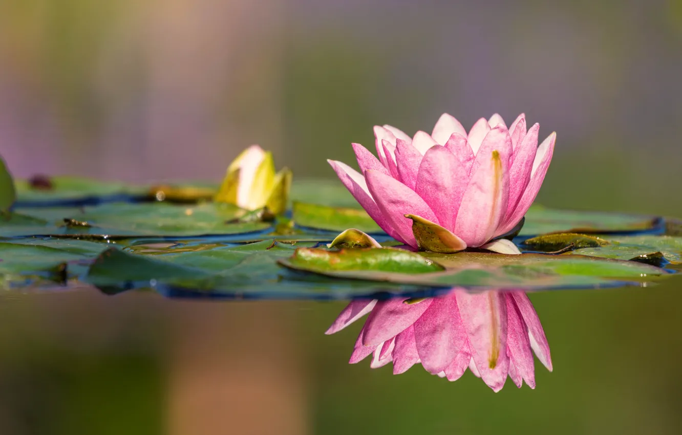 Photo wallpaper leaves, water, reflection, Nymphaeum, water Lily