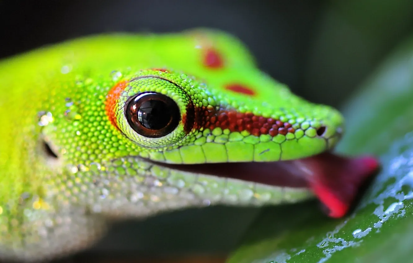 Photo wallpaper language, eyes, lizard