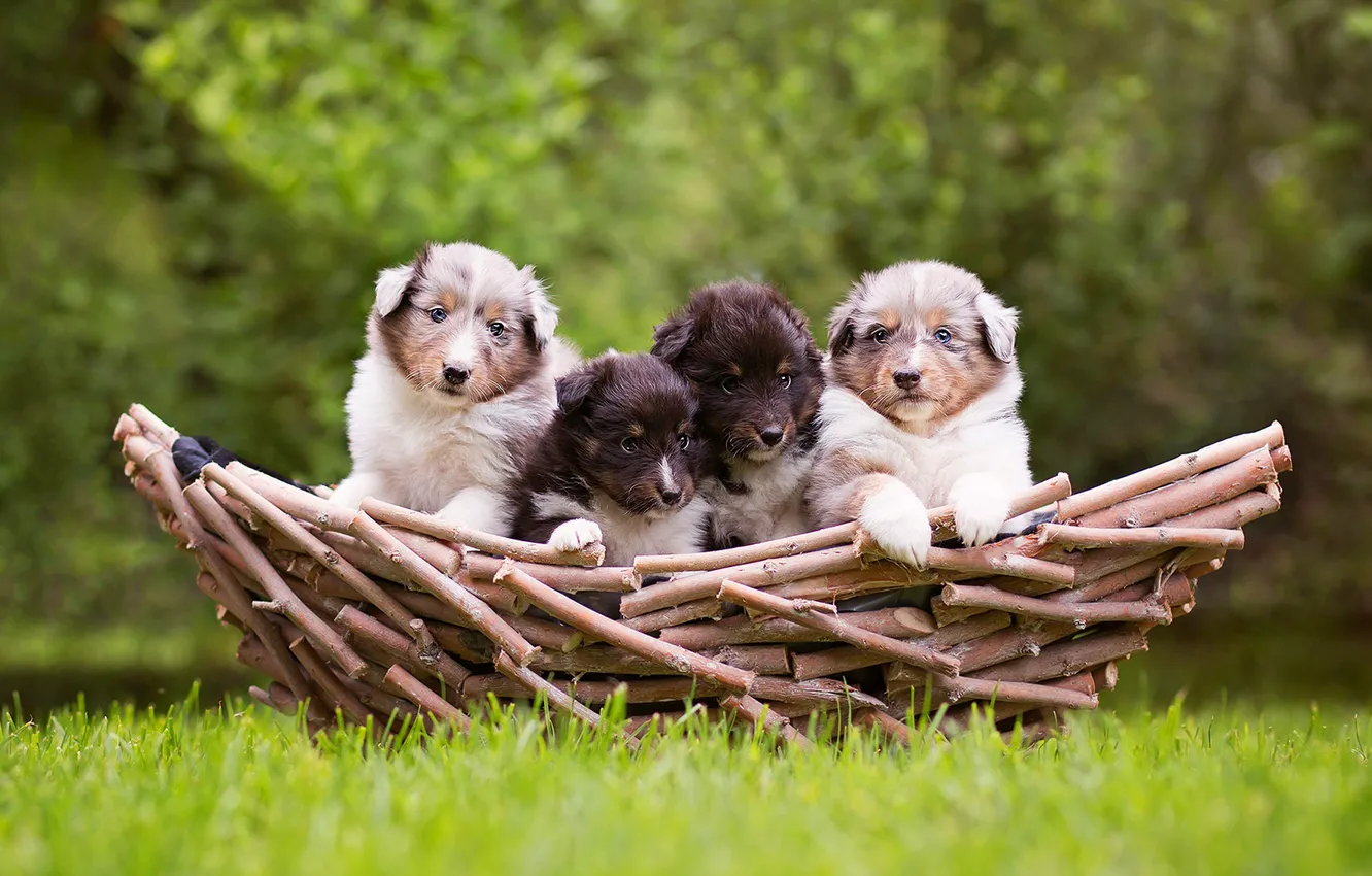 Photo wallpaper greens, dogs, grass, nature, background, basket, glade, puppies