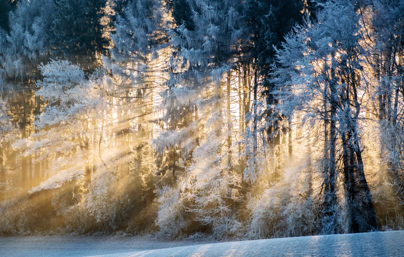 Photo wallpaper winter, forest, light