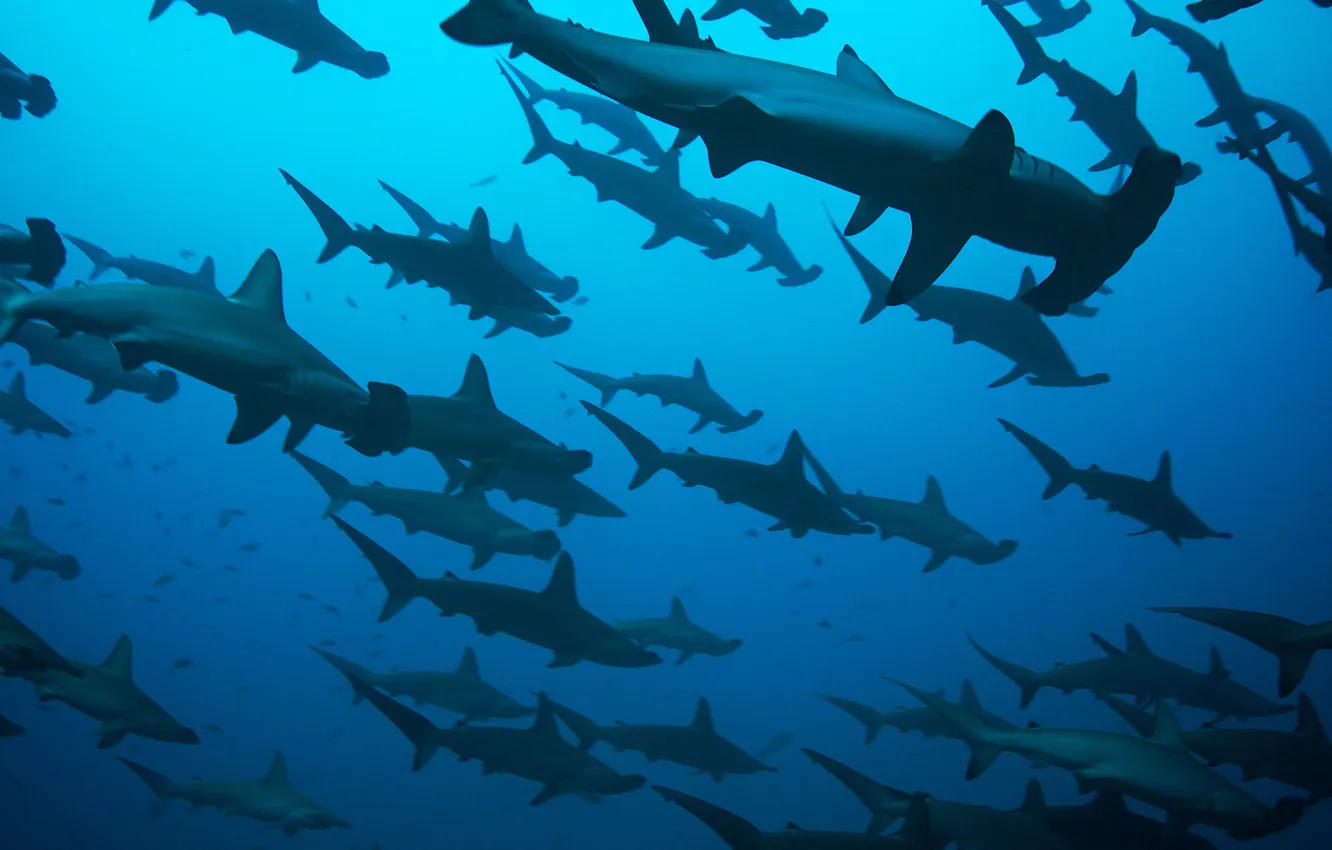 Photo wallpaper shark, underwater world, hammerheads