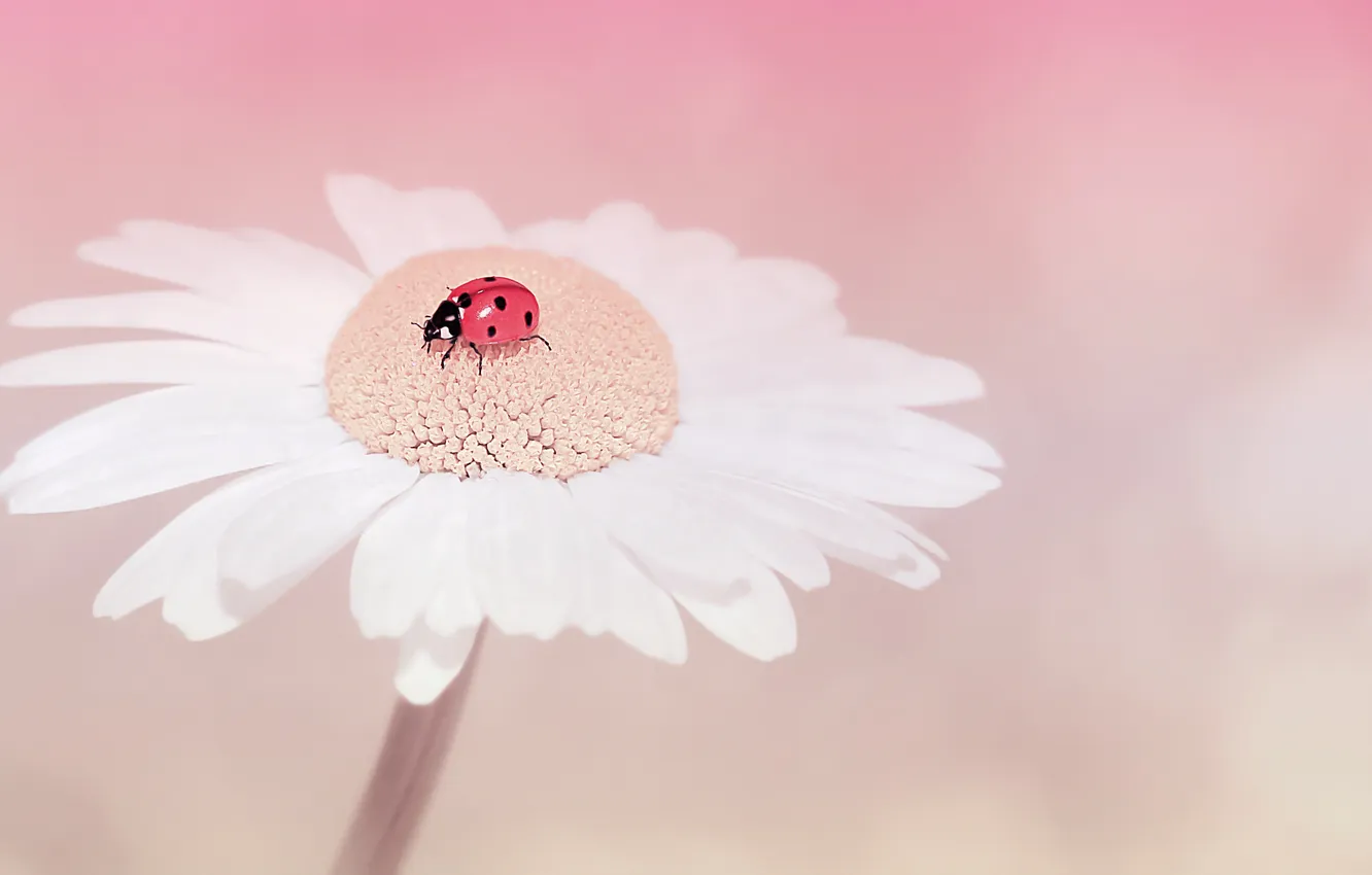Photo wallpaper flowers, nature, ladybug