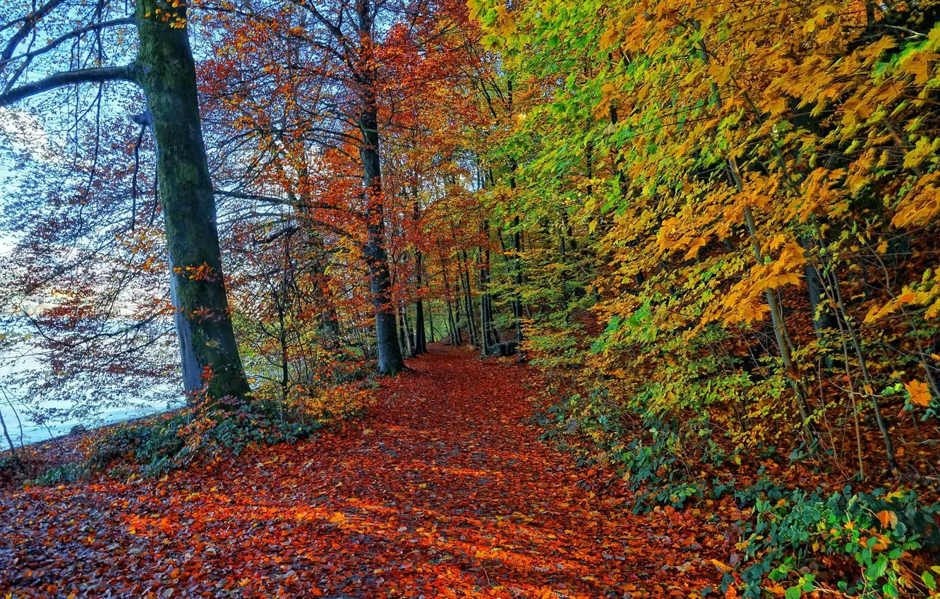 Photo wallpaper autumn, forest, leaves, track