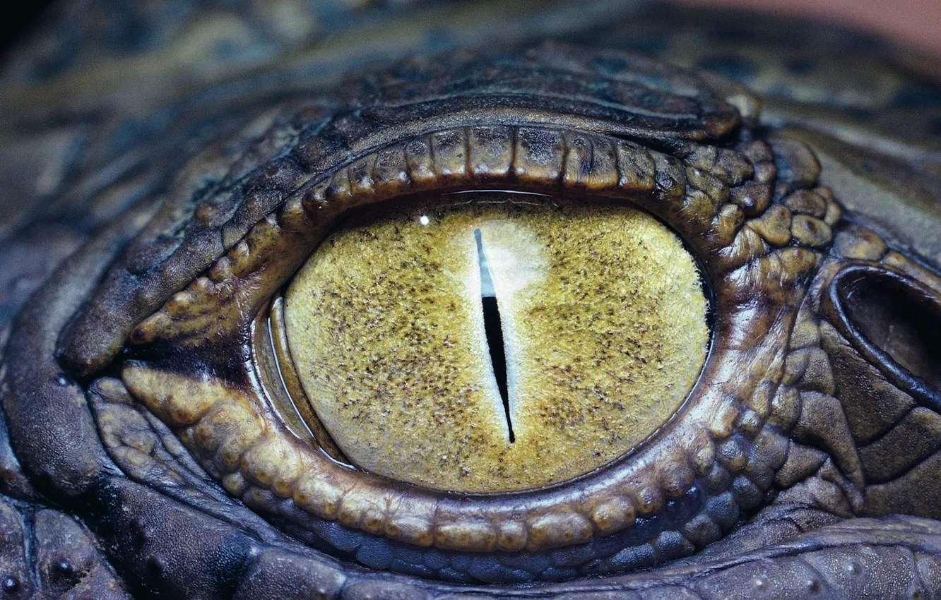 Photo wallpaper yellow, eye, crocodile, reptile