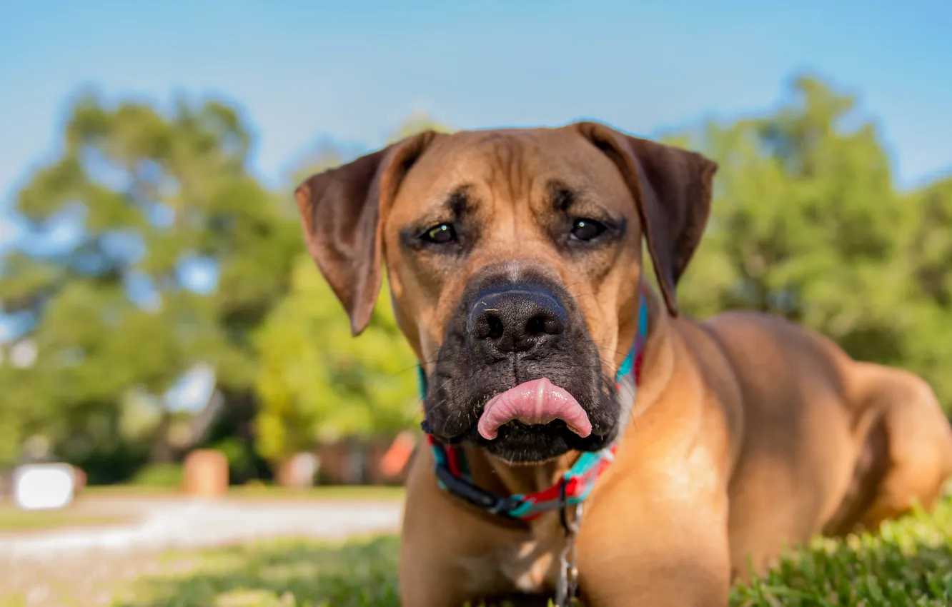 Photo wallpaper look, each, dog