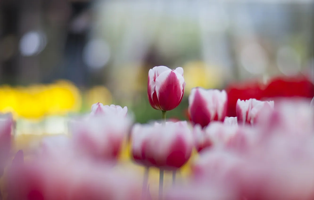 Photo wallpaper spring, tulips, a lot, pink-white
