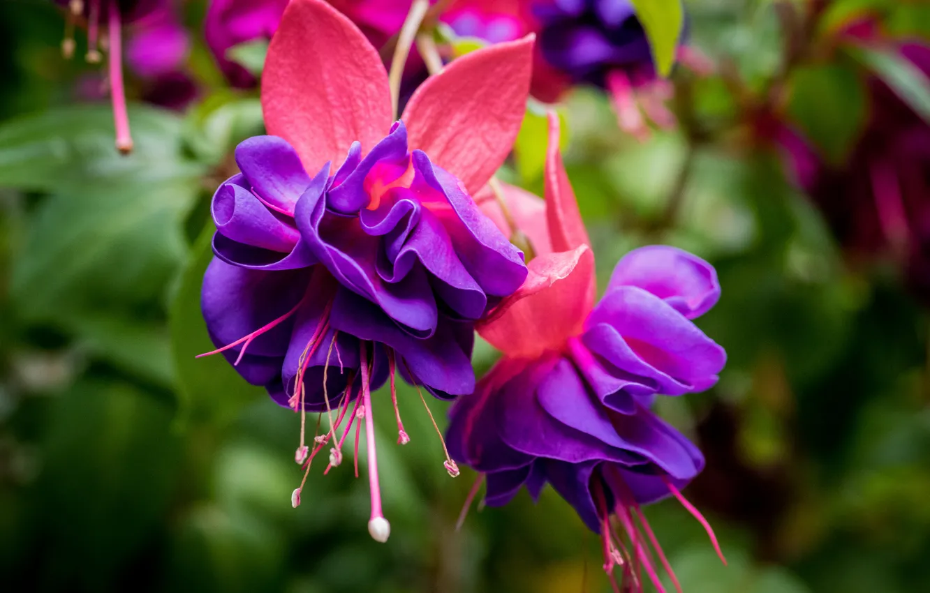 Photo wallpaper macro, flowers, fuchsia