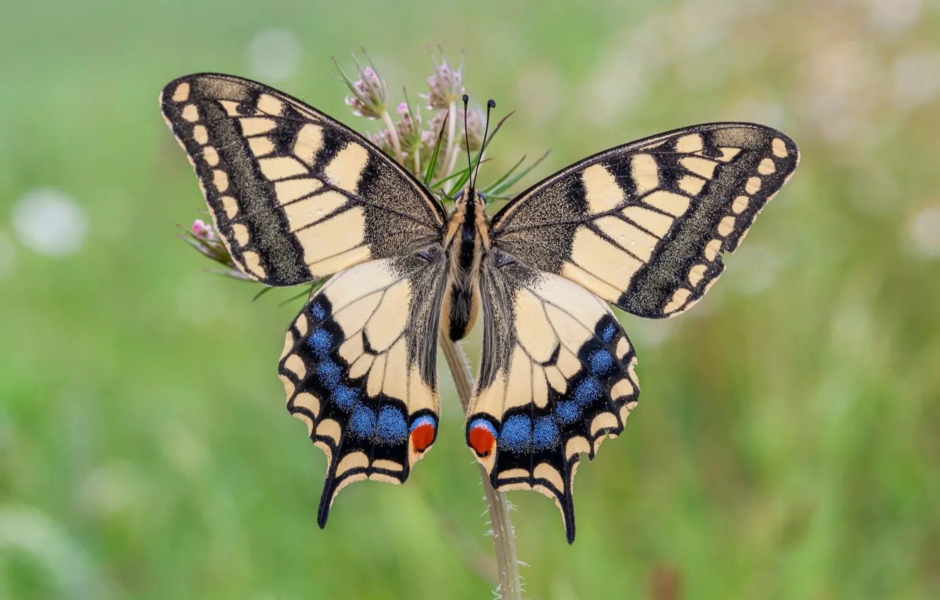 Photo wallpaper summer, butterfly, swallowtail