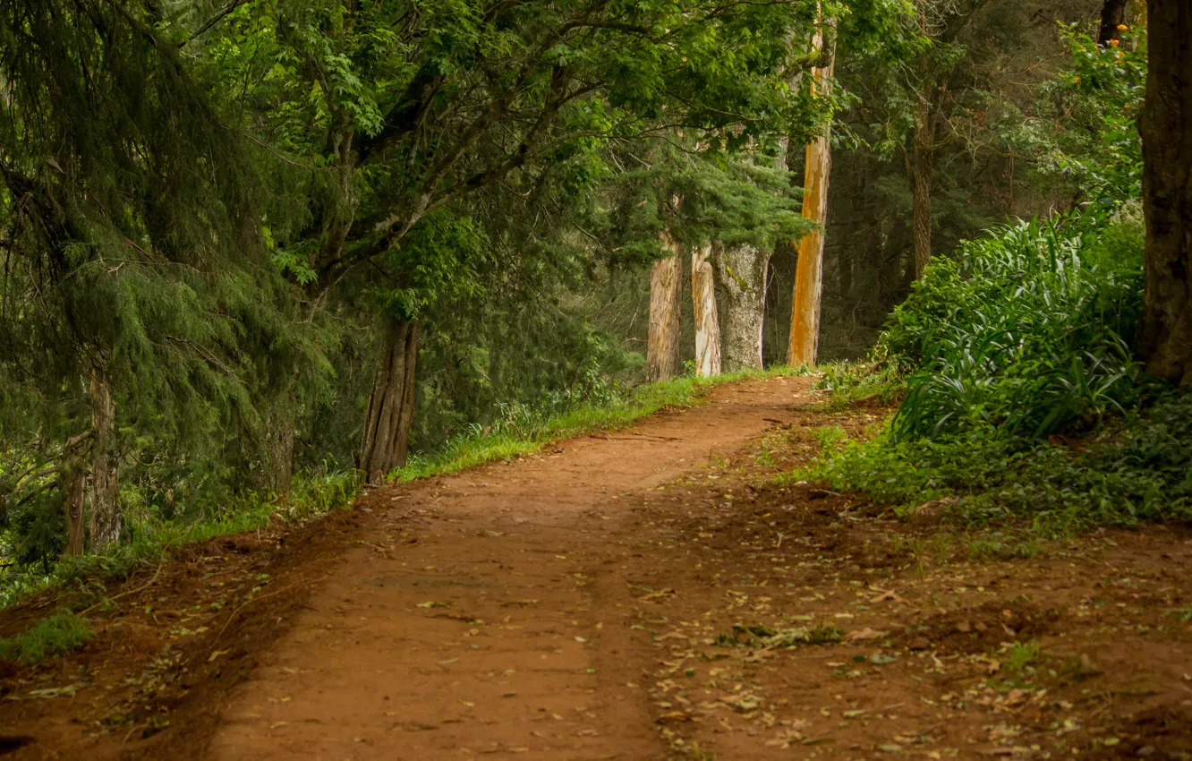 Photo wallpaper road, forest, summer, trail
