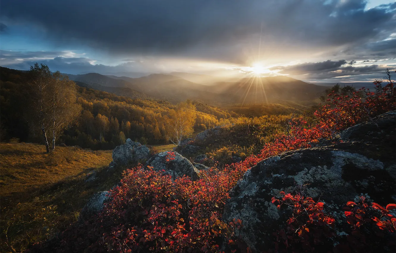 Photo wallpaper autumn, forest, the sky, the sun, clouds, rays, light, trees
