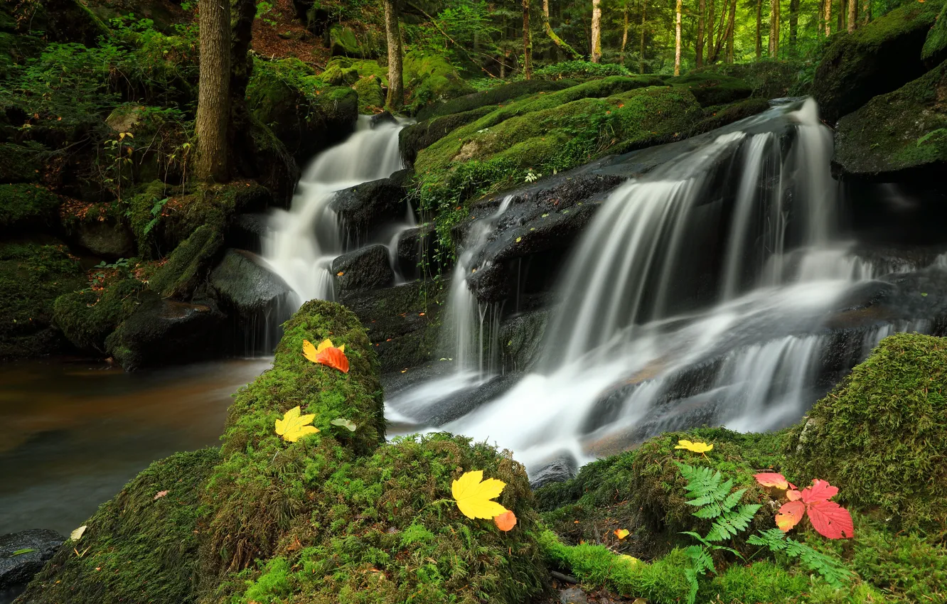 Photo wallpaper autumn, forest, stones, rocks, foliage, waterfall, moss, fern