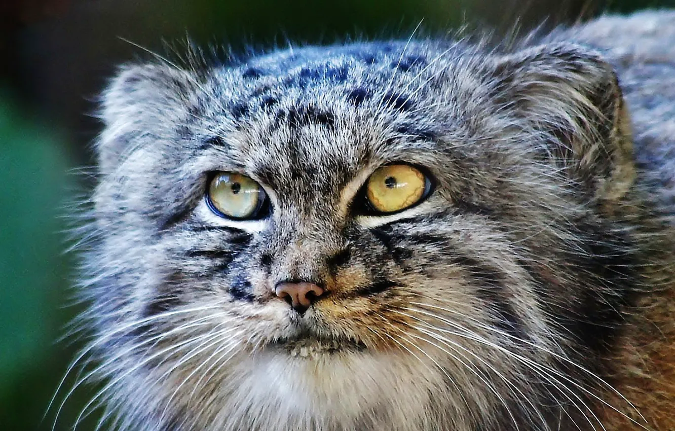 Photo wallpaper Predator, nature, yellow eyes, Pallas Cat, feline
