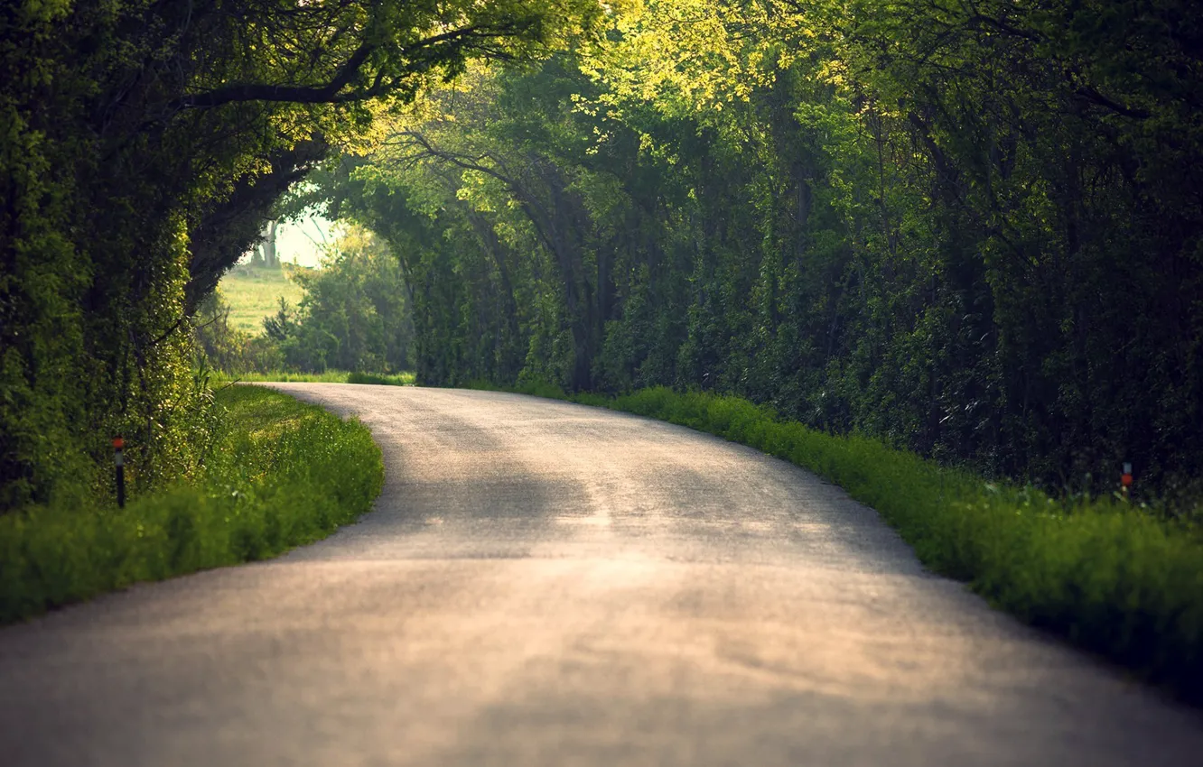 Photo wallpaper road, summer, leaves, trees, nature