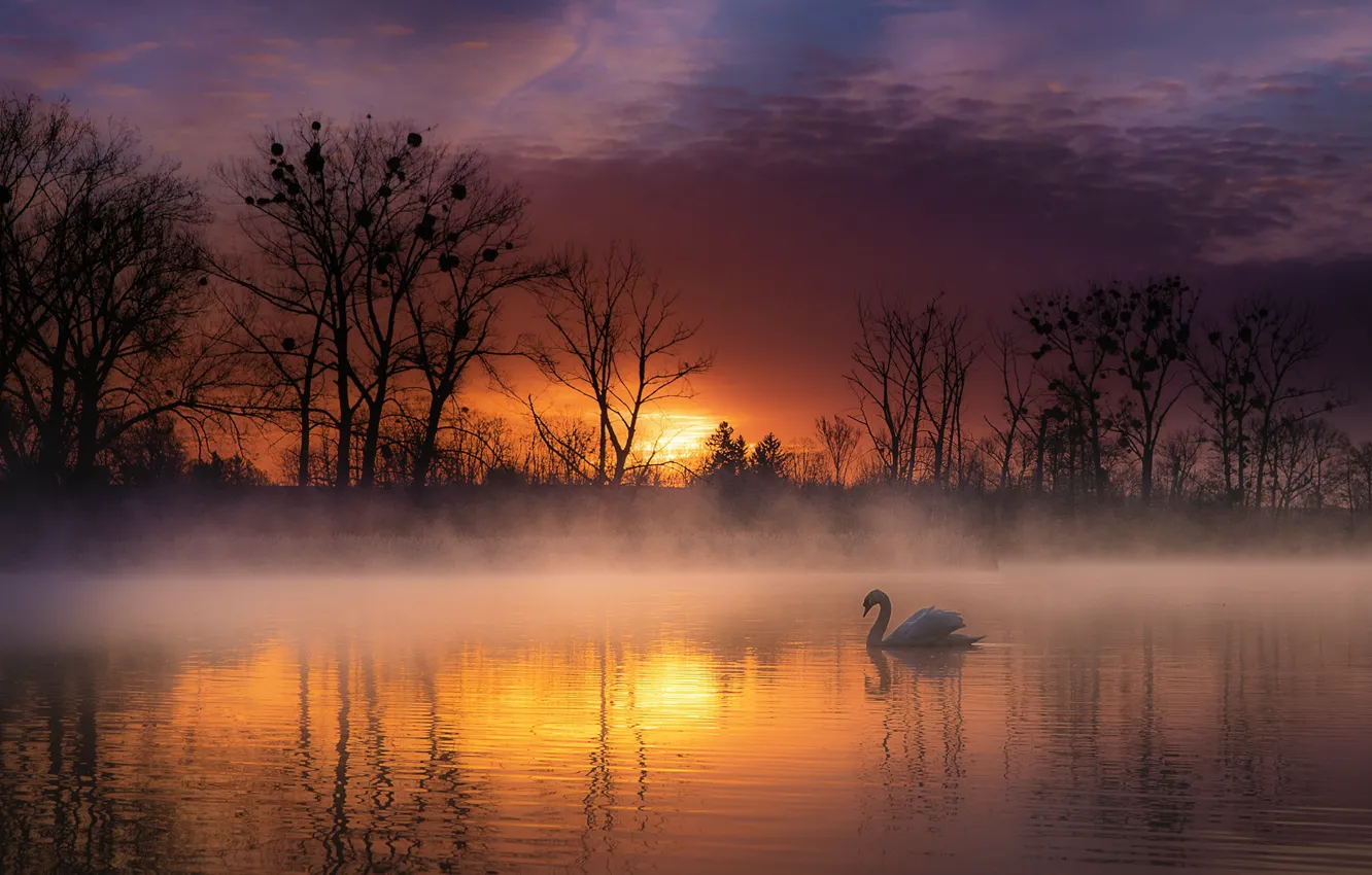 Photo wallpaper trees, landscape, sunset, nature, fog, lake, bird, swans