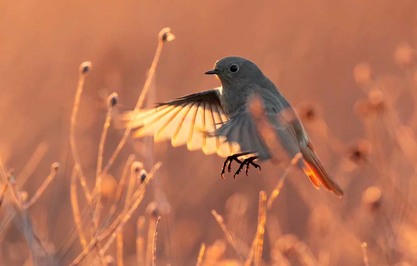 Photo wallpaper light, flight, grey, bird, wings, stroke, bokeh, blade of grass