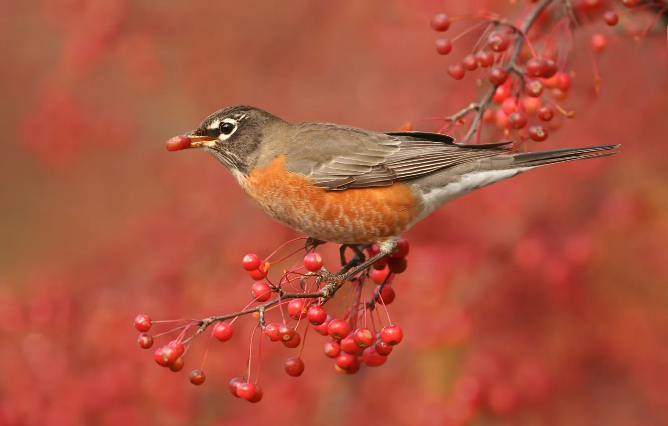 Photo wallpaper branches, nature, berries, bird