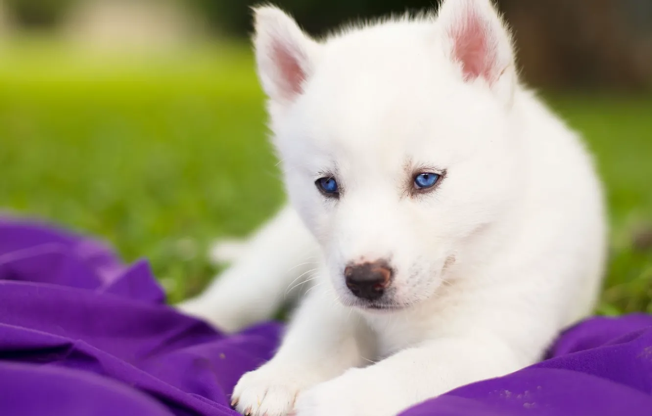Photo wallpaper white, puppy, blue eyes, Siberian husky