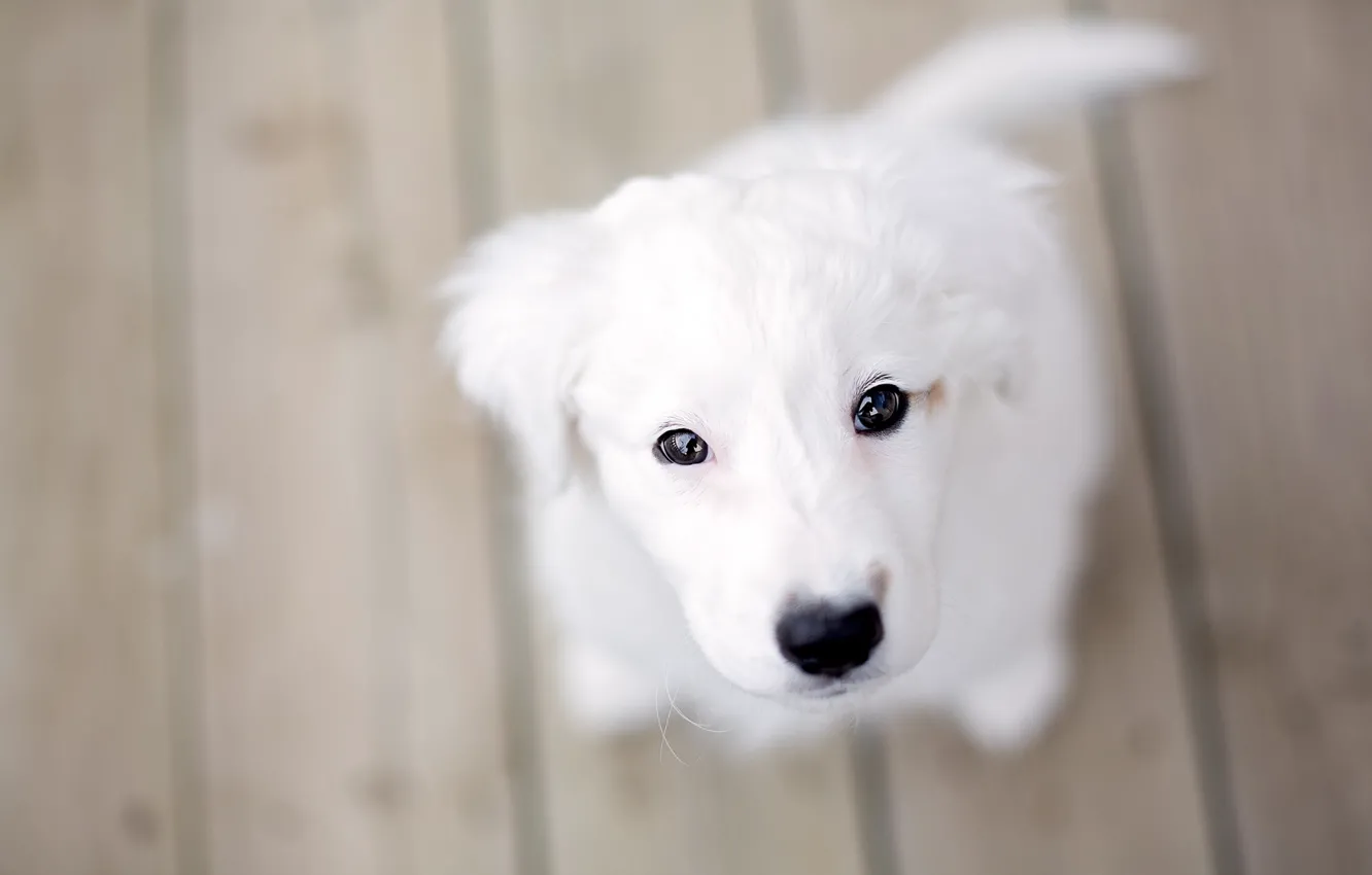 Photo wallpaper background, dog, puppy