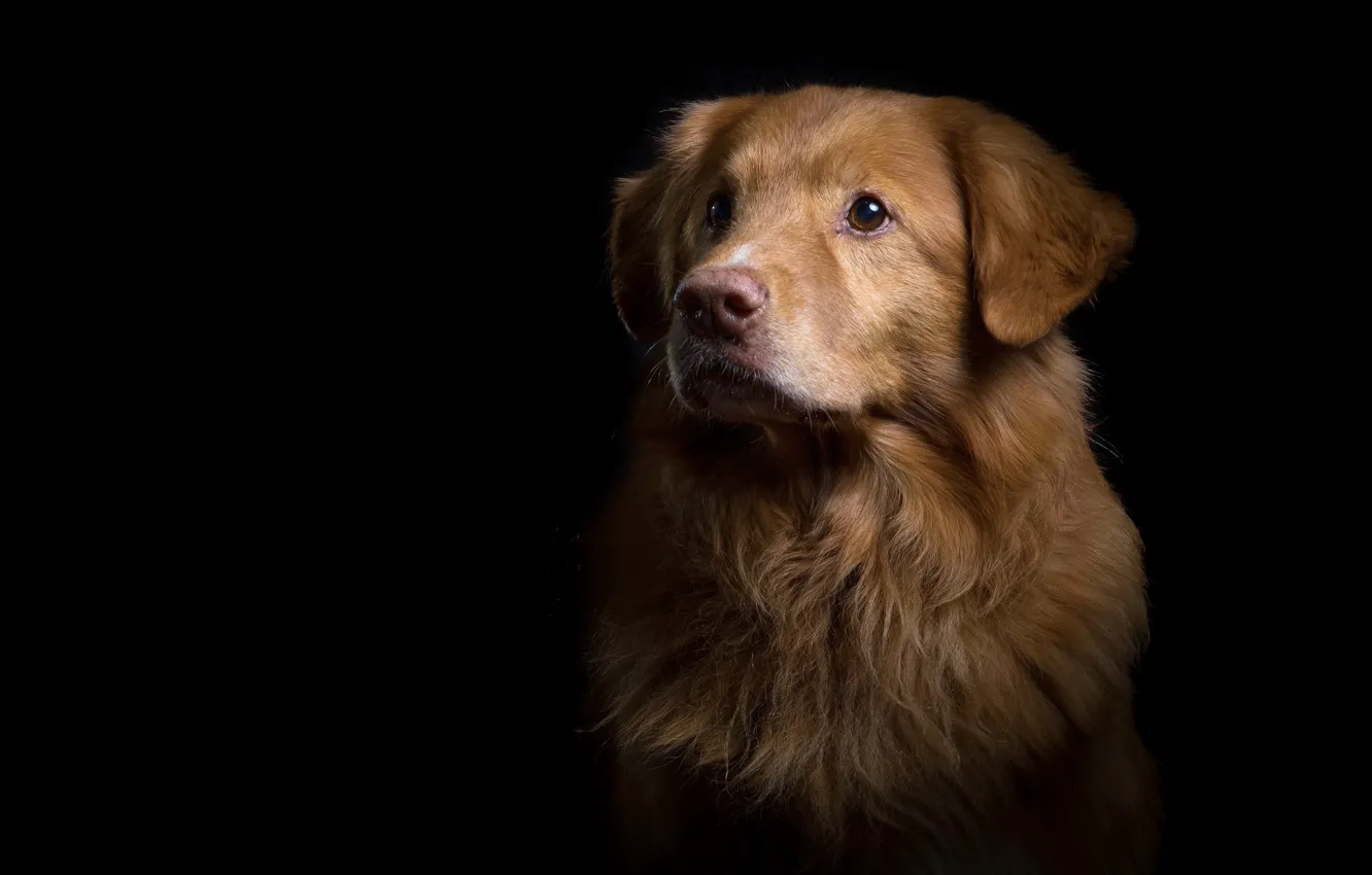 Photo wallpaper look, each, dog