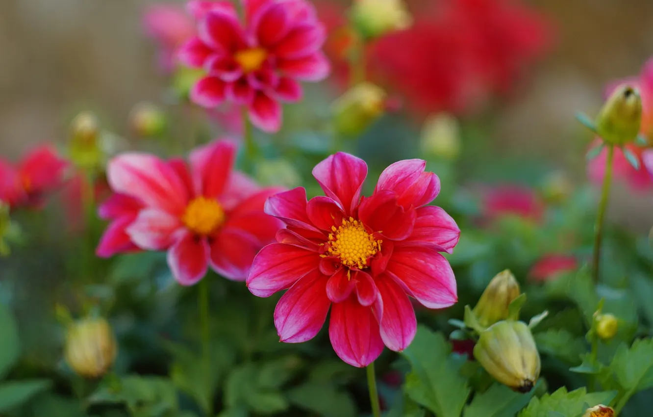 Photo wallpaper flowers, red, garden, bokeh, dahlias