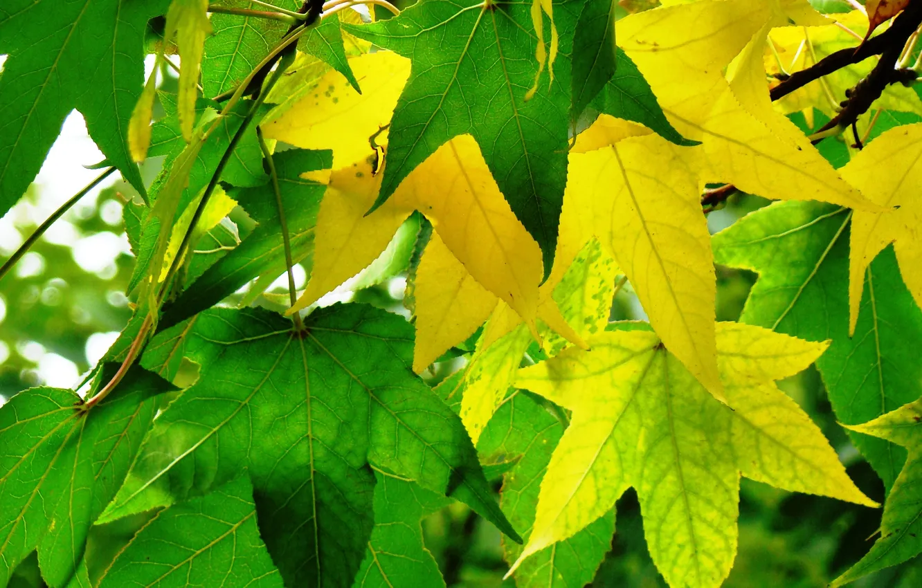 Photo wallpaper autumn, leaves, amber tree