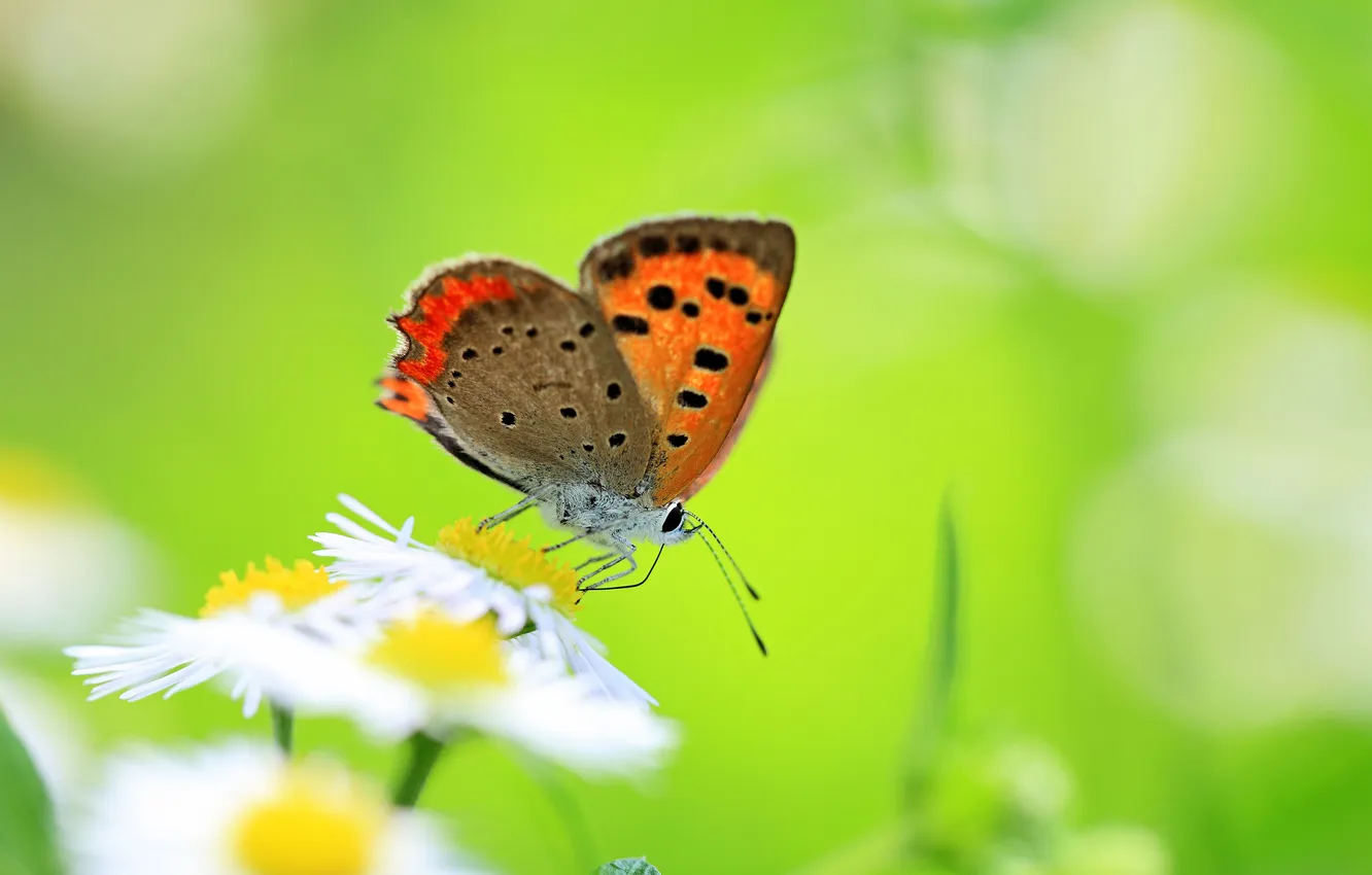 Photo wallpaper greens, flower, summer, nature, butterfly, glade, color, Daisy