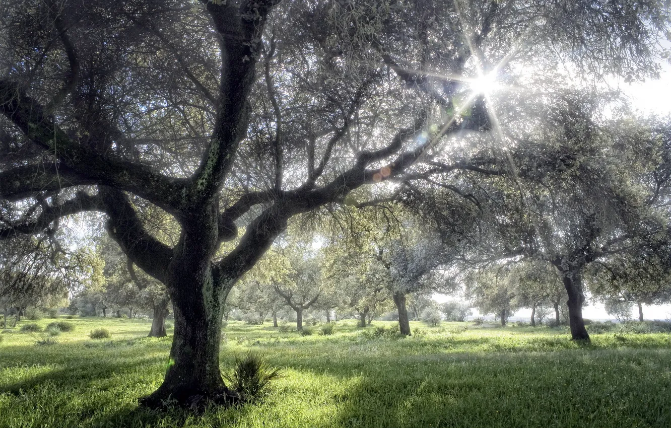 Photo wallpaper summer, trees, nature