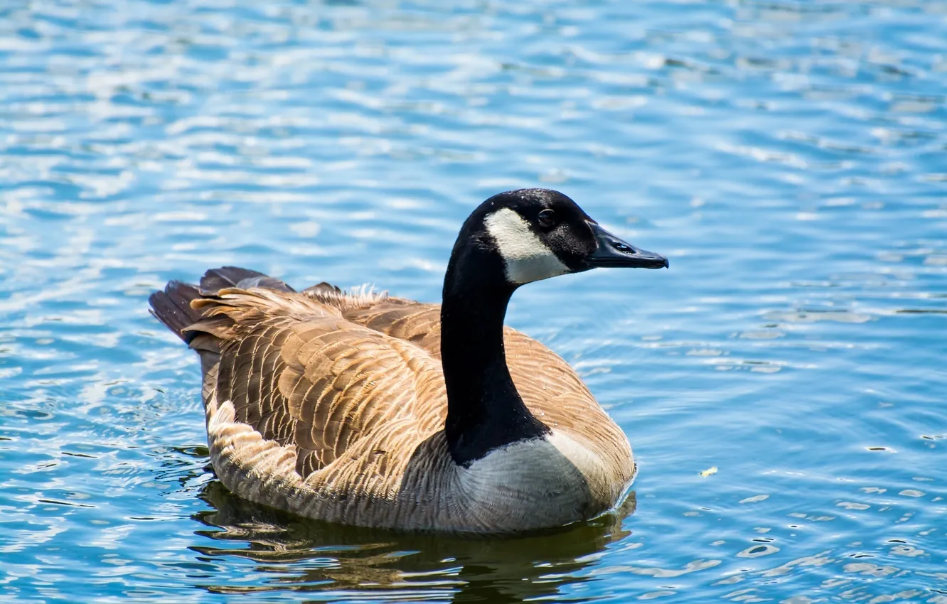 Photo wallpaper bird, ruffle, pond, neck, geese