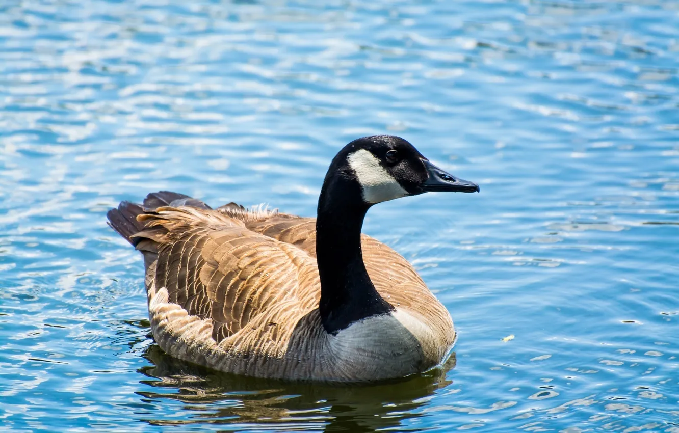 Photo wallpaper bird, ruffle, neck, pond, goose