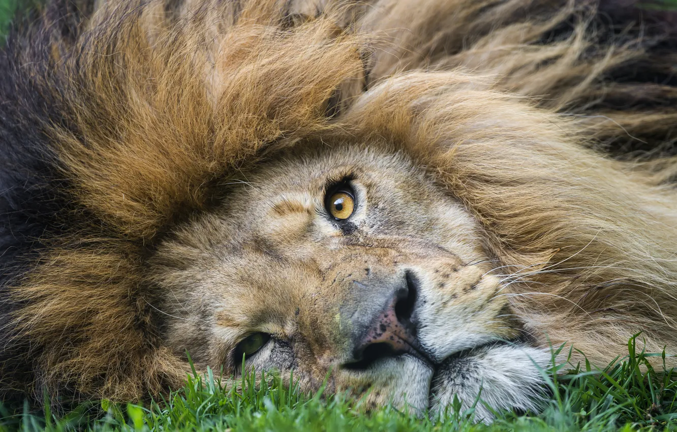 Photo wallpaper cat, grass, face, Leo, mane, ©Tambako The Jaguar