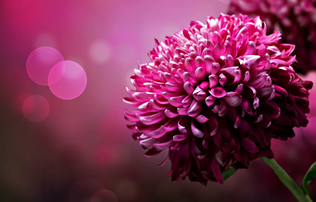 Photo wallpaper flower, background, color, petals, brightness, chrysanthemum